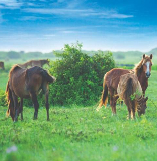 hors
