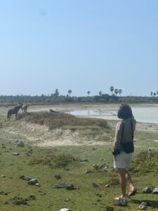 Delft_island_jaffna_srilanka_Delft island Wild horse