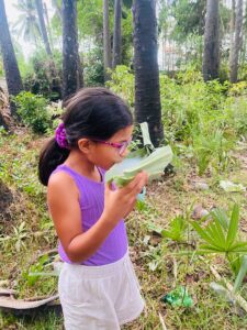 toddy_pamyra wine srilanka best toddy palm jaffna exploreyarl