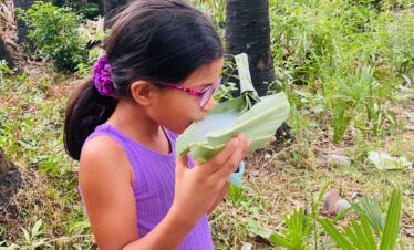 toddy_pamyra wine srilanka best toddy palm jaffna exploreyarl