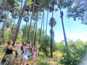 toddy_pamyra wine srilanka best toddy palm jaffna exploreyarl