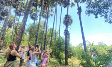 toddy_pamyra wine srilanka best toddy palm jaffna exploreyarl