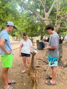 feeding deer Trinco male -deer in srilanka