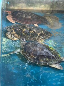 Turtle Conservation Farm - visiting sea turtles and learning about marine conservation sri lanka exploreyarl
